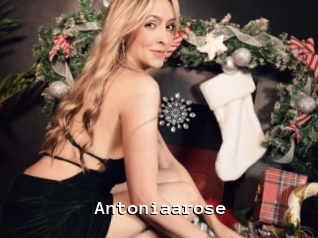 Antoniaarose