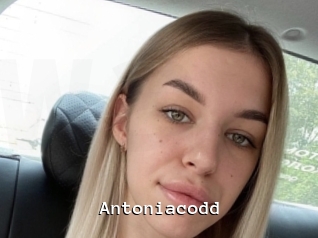 Antoniacodd