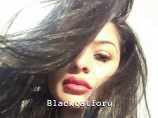 Blackcatforu