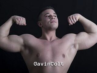 GavinColt