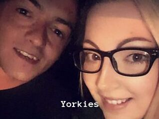 Yorkies